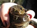 Bufo bufo-01